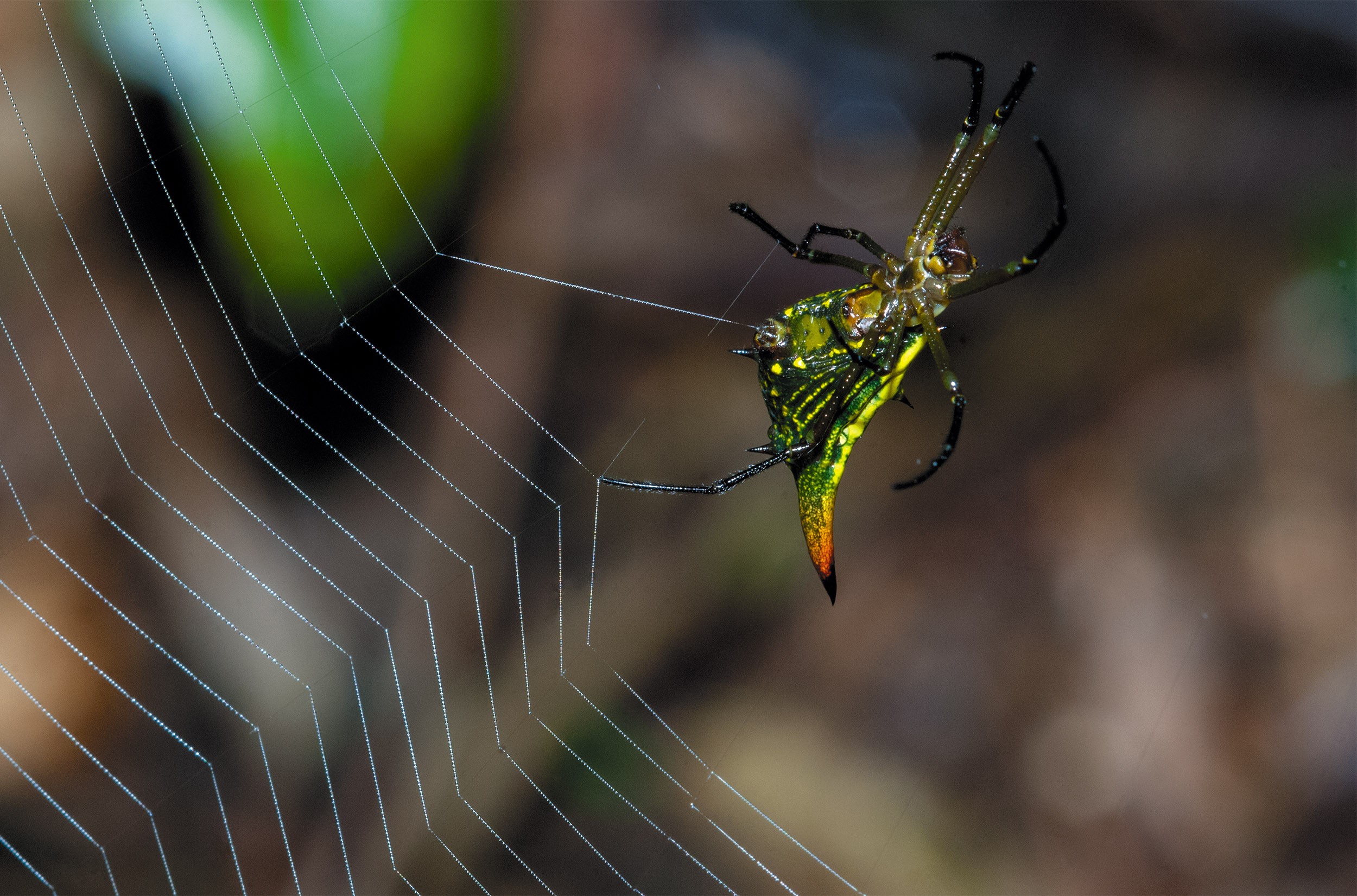 Macro