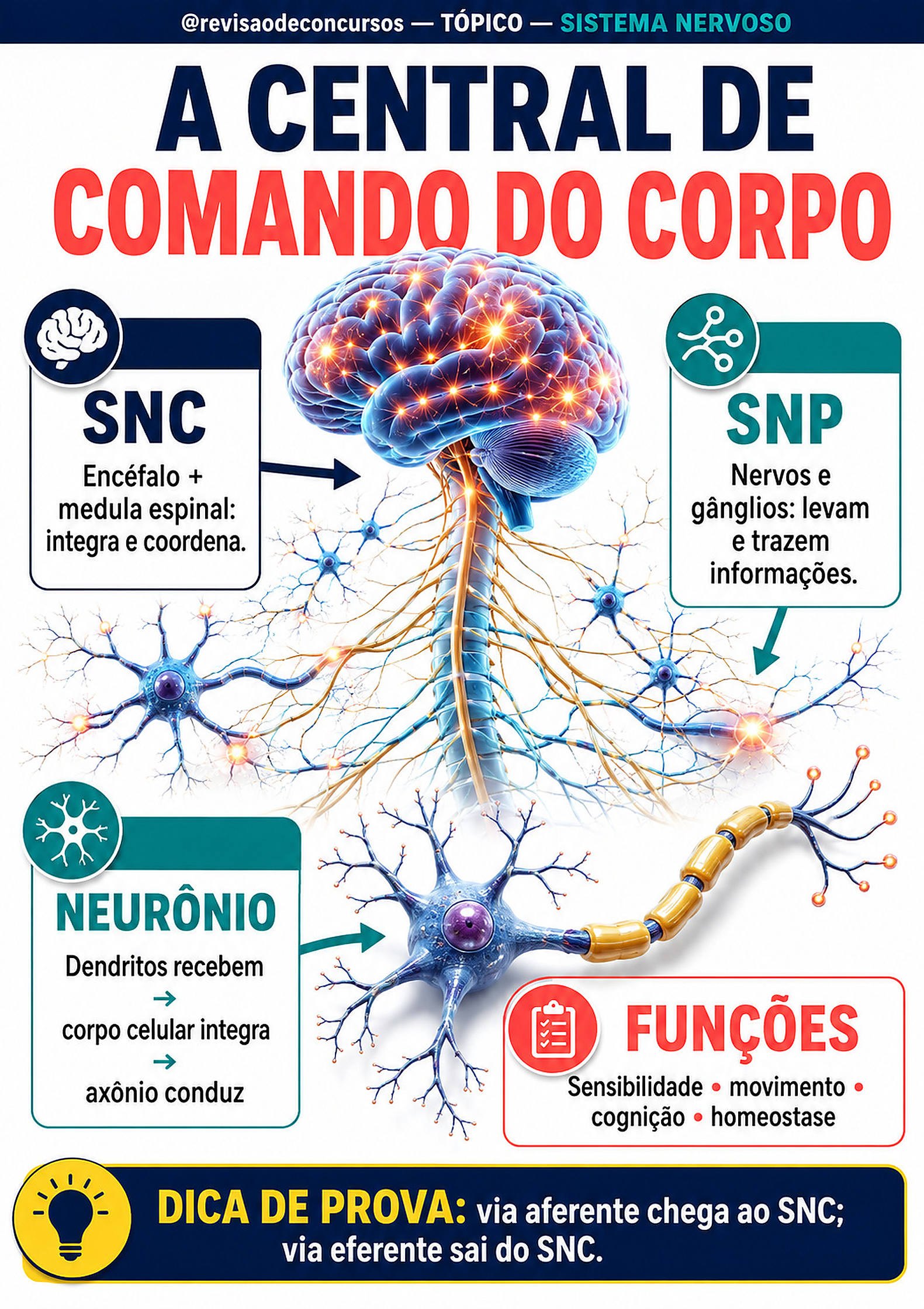 Sistema nervoso — Volume 3, página 15 do PDF