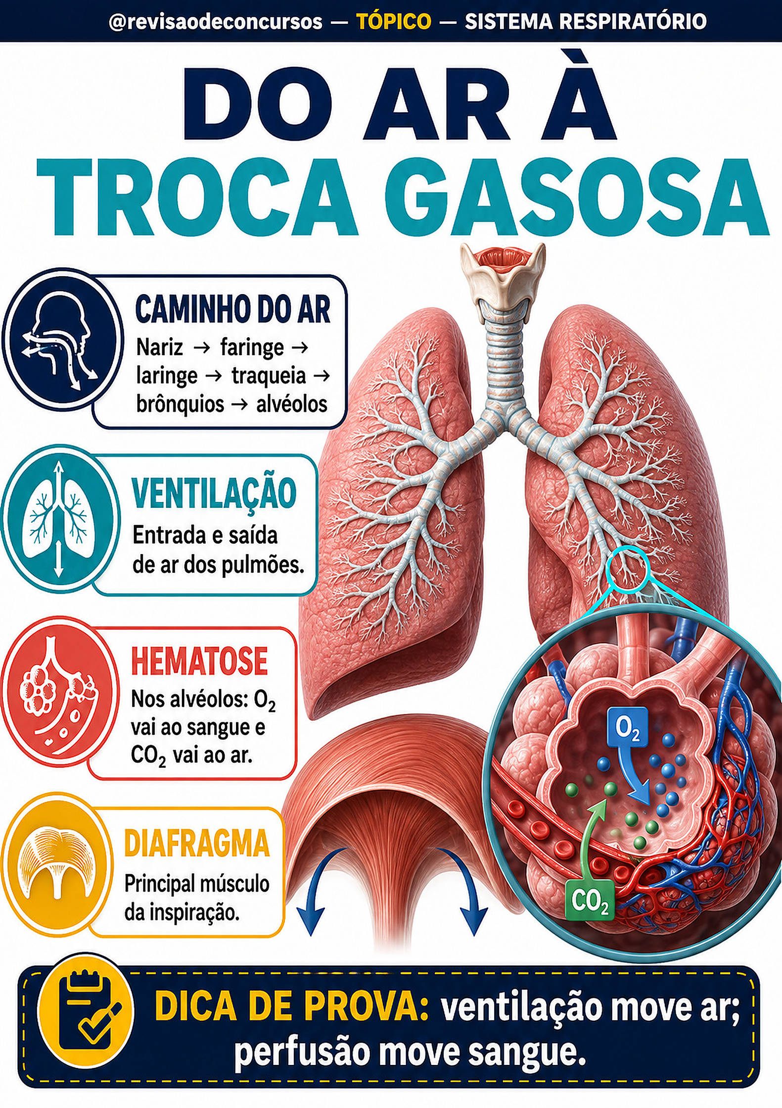 Sistema respiratório — Volume 3, página 19 do PDF