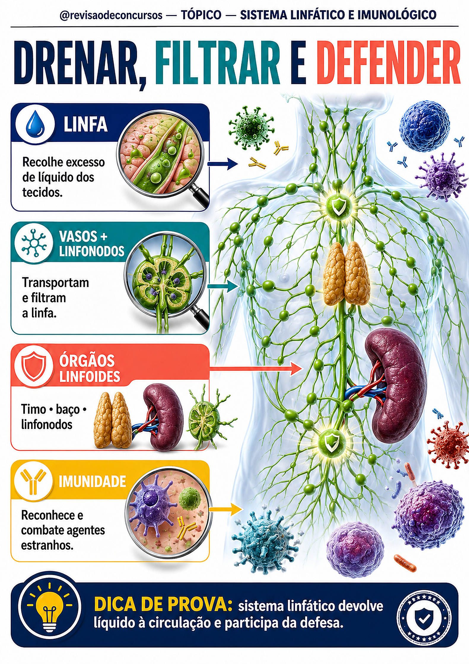 Sistema linfático e imunológico — Volume 3, página 24 do PDF