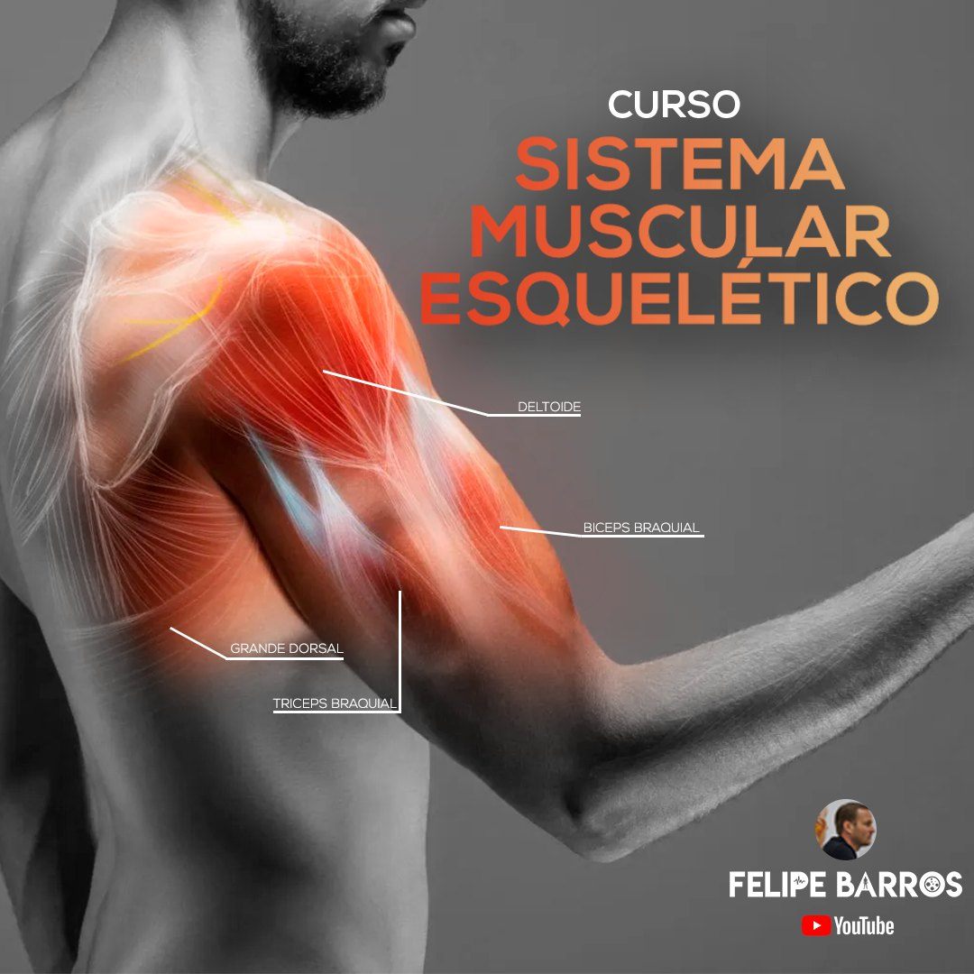 Sistema Muscular Esquelético – Prof. Felipe Barros