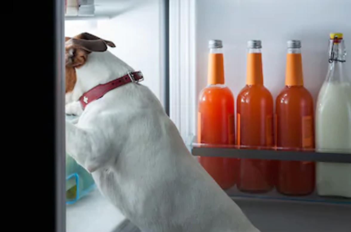 Os 11 alimentos que você tem na sua geladeira e que aumentam o sistema imunológico do seu cão