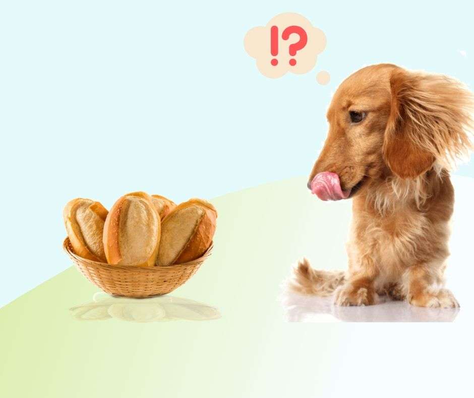 Os alimentos que podem estar prejudicando a saúde do seu cão e você não sabia
