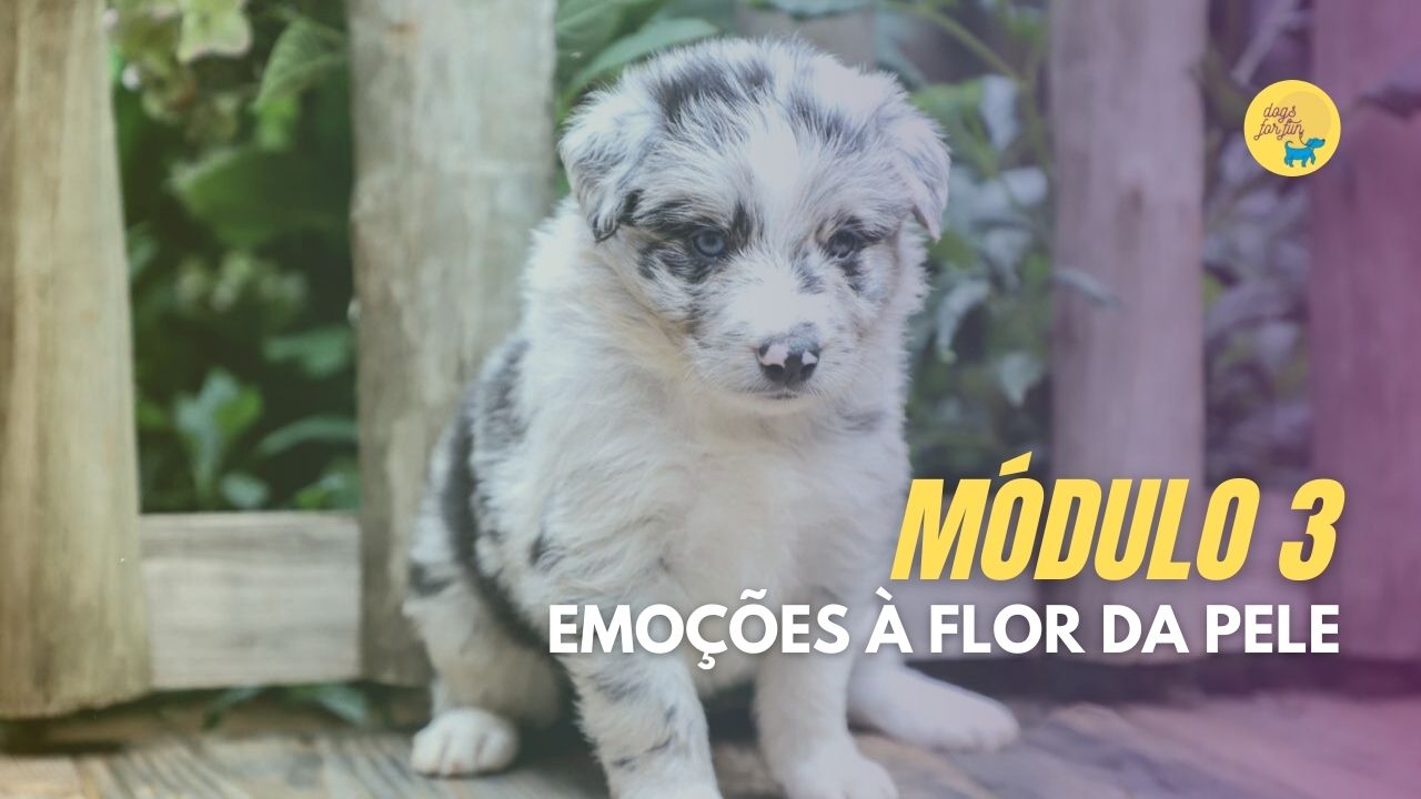 O Tal do BORDER COLLIE