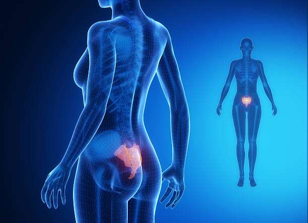 CORPO: Alimentação e Fitness